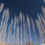 DSC_0001-Edit (Large)