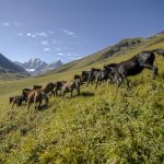 DSC_2495-Edit (Large)